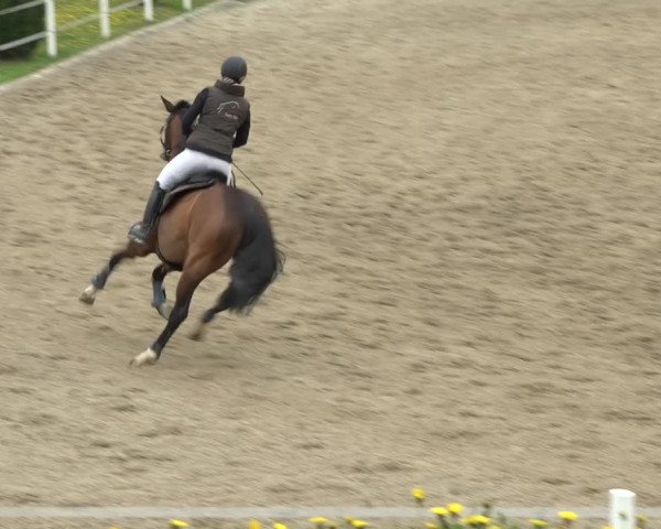 Reitturnier Ried am Riederberg 2022