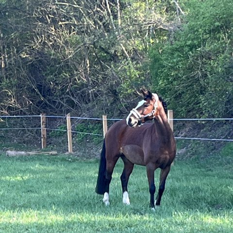 jumper Jojo 80 (German Riding Pony, 2015, from Hip Hop)