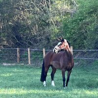 Springpferd Jojo 80 (Deutsches Reitpony, 2015, von Hip Hop)