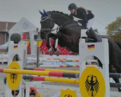 jumper Gipsy King (Hanoverian, 1999, from Graf Grannus)