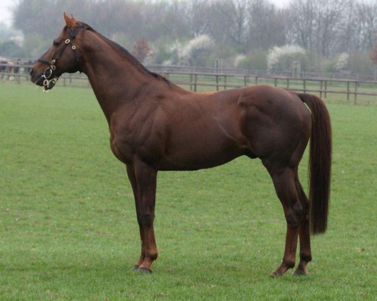 stallion Tertullian xx (Thoroughbred, 1995, from Miswaki xx)