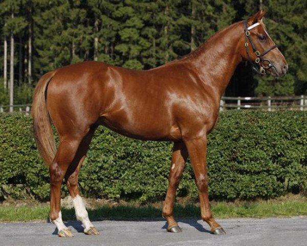 horse Tech Terz xx (Thoroughbred, 2010, from Tertullian xx)