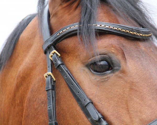 dressage horse Lennox 321 (Westphalian, 2007, from Larson)