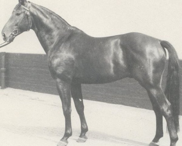 stallion Westgote (Hanoverian, 1973, from Wolfsburg) stallion Westgote (Hanoverian, 1973, from Wolfsburg)