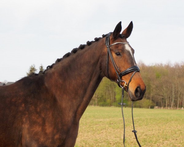broodmare Lauri (Hanoverian, 2007, from Laurentio)