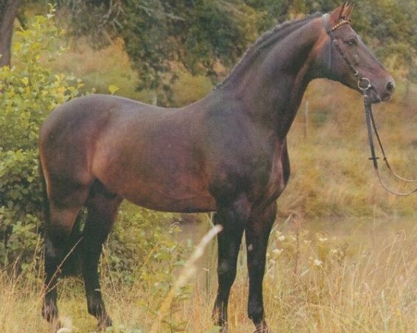 stallion Indigo (Württemberger, 1977, from Ingo) stallion Indigo (Württemberger, 1977, from Ingo)