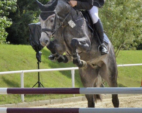 horse Cassarto (Holsteiner, 2007, from Cassaro 5)