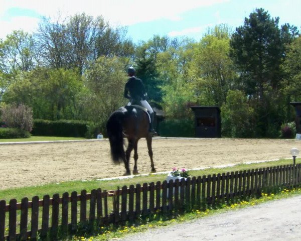 Reitturnier Kottingbrunn 2022