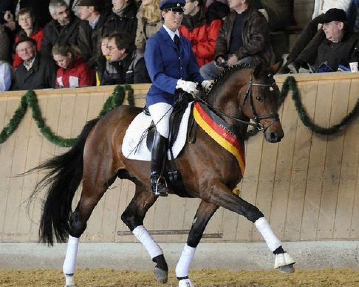 Deckhengst Zauberfürst (Trakehner, 2004, von Interconti)