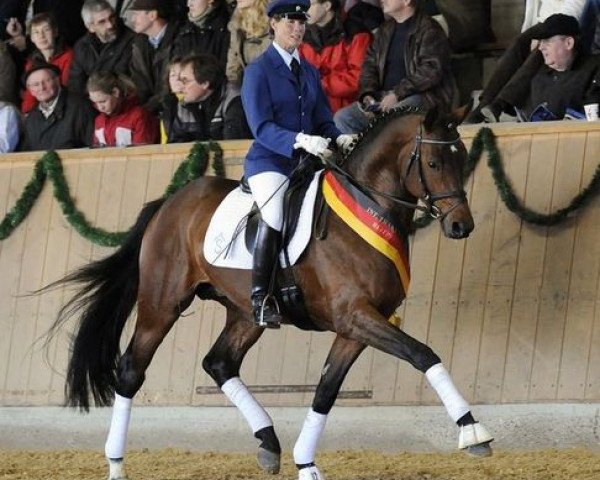 Deckhengst Zauberfürst (Trakehner, 2004, von Interconti)