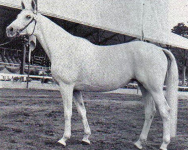 broodmare Verbum (Trakehner, 1964, from Pregel)