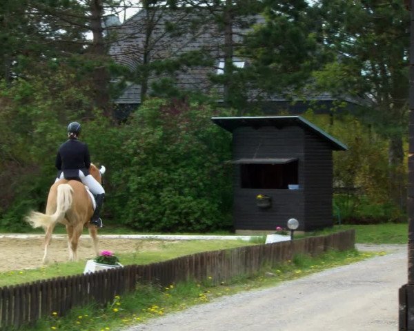 Reitturnier Kottingbrunn 2022