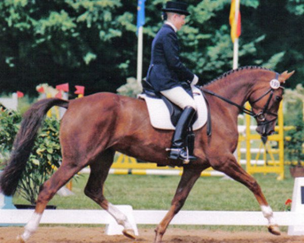 broodmare Italia IV (Trakehner, 1995, from Caprimond) broodmare Italia IV (Trakehner, 1995, from Caprimond)