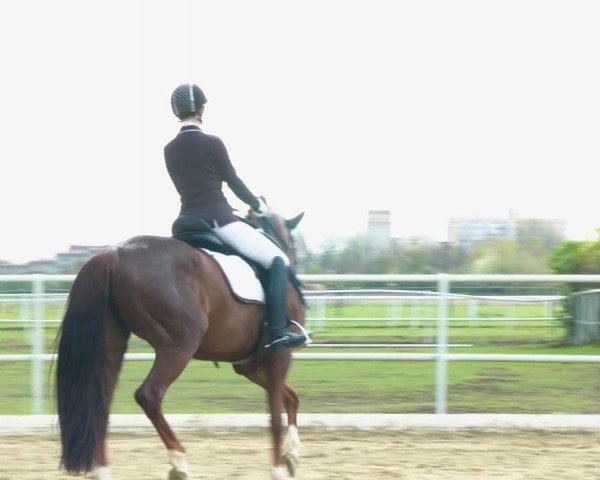 Reitturnier Kottingbrunn 2022