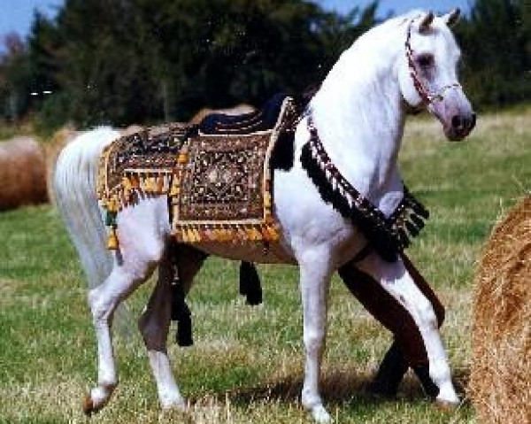 stallion Mascat 1976 ox (Arabian purebred, 1976, from Aswan 1958 EAO)