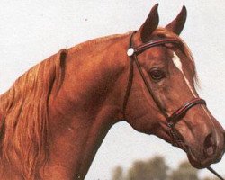 stallion Numizmat 1974 ox (Arabian purebred, 1974, from Aswan 1958 EAO)