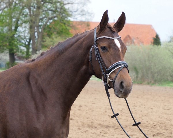 Zuchtstute Petra (Oldenburger, 2019, von Fuechtels Floriscount OLD)