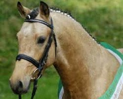 stallion Geronimo B (Rhinelander, 2001, from Golden Dancer)