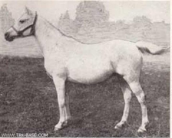 broodmare Polnoch 1961 ox (Arabian purebred, 1961, from Nil 1954 EAO)