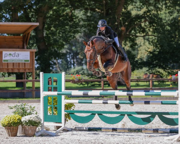 stallion A-One (Oldenburg show jumper, 2017, from Armitage)