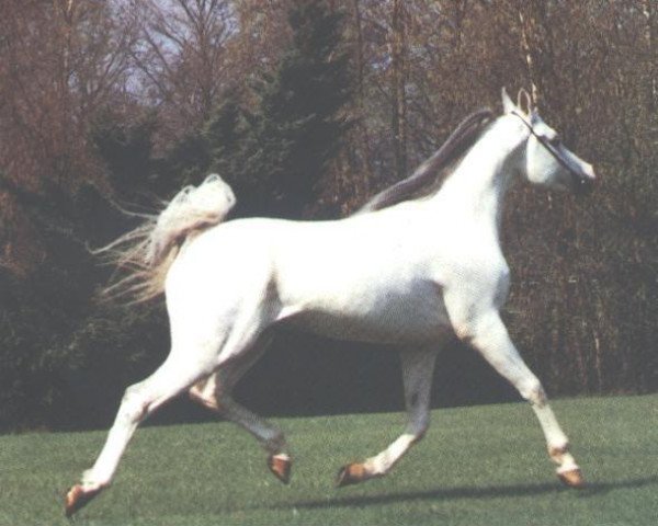 stallion Veteran 1983 ox (Arabian purebred, 1983, from Mashuk 1977 ox)