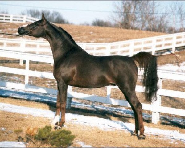 stallion Amal 1980 ox (Arabian purebred, 1980, from Abdullah 1975 ox)