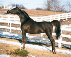 stallion Amal 1980 ox (Arabian purebred, 1980, from Abdullah 1975 ox)