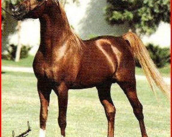 stallion Abdullah 1975 ox (Arabian purebred, 1975, from Patron 1966 ox)