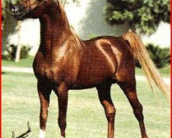 stallion Abdullah 1975 ox (Arabian purebred, 1975, from Patron 1966 ox)