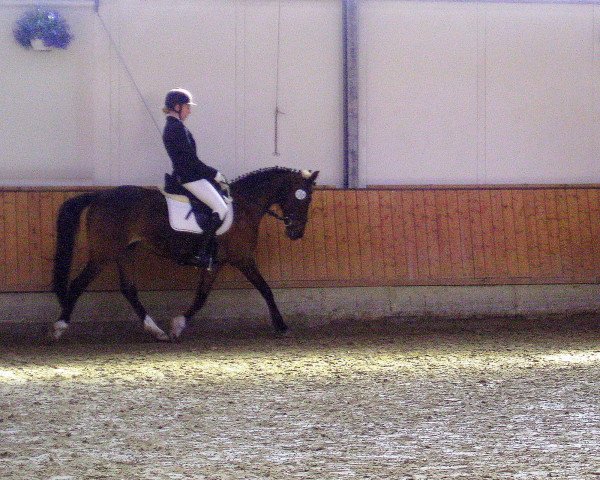 dressage horse Debbie Sue (German Riding Pony, 1995, from Duktus)