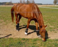 jumper Tincas Boy (Slovenian Warmblood, 2003, from Landano)