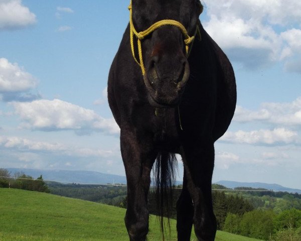 horse Paravena 2 (Bavarian, 1995, from Almox Prints J)