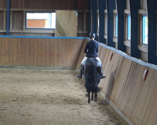 Reitturnier Gerasdorf bei Wien 2022