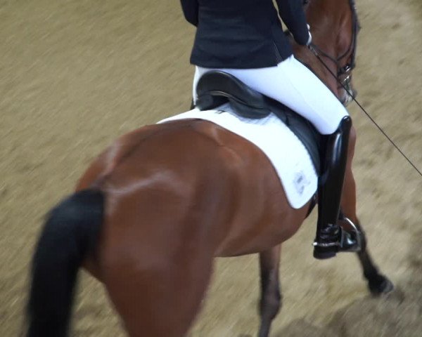Reitturnier Gerasdorf bei Wien 2022