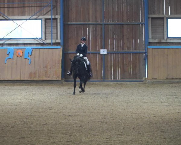 Reitturnier Gerasdorf bei Wien 2022