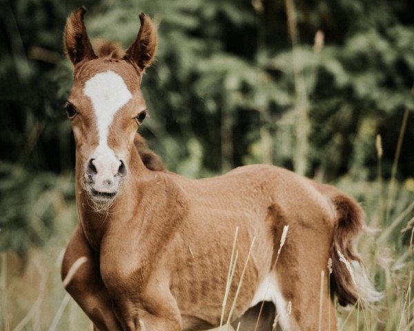 horse Aziim Najiyah Bint Rayka (Arabian purebred, 2021, from FA Dajan 2015 ox)