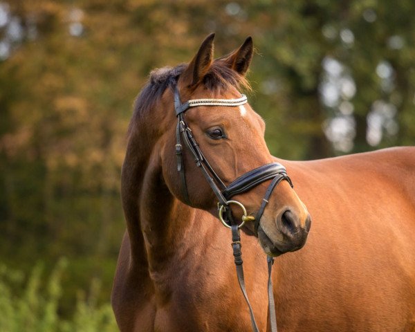 horse Felina 188 (Oldenburg, 2011, from Fürst Fugger)