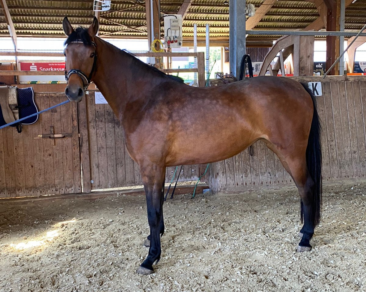 Pferd Bellisima (Westfale, 2019, von By your Side 3)