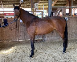 Pferd Bellisima (Westfale, 2019, von By your Side 3)