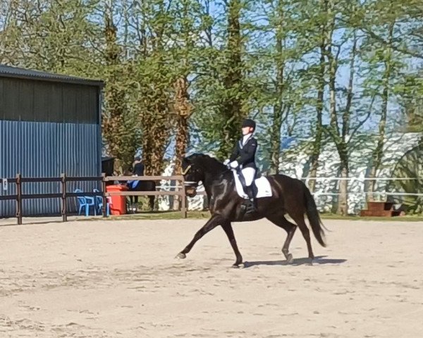 dressage horse Crepusculo (Hanoverian, 2005, from Carry Gold) dressage horse Crepusculo (Hanoverian, 2005, from Carry Gold)