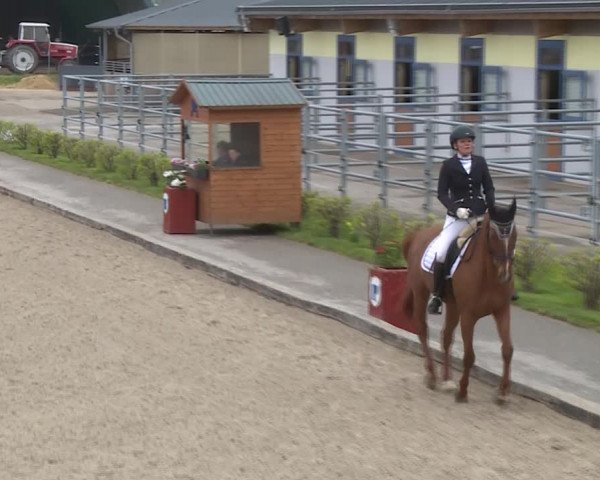 Reitturnier Gerasdorf bei Wien 2022