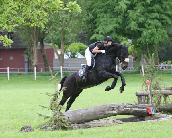 jumper Noble Charisma (Oldenburg, 1999, from Helikon xx) jumper Noble Charisma (Oldenburg, 1999, from Helikon xx)