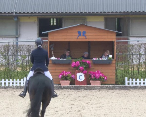 Reitturnier Gerasdorf bei Wien 2022