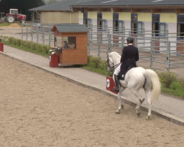 Reitturnier Gerasdorf bei Wien 2022