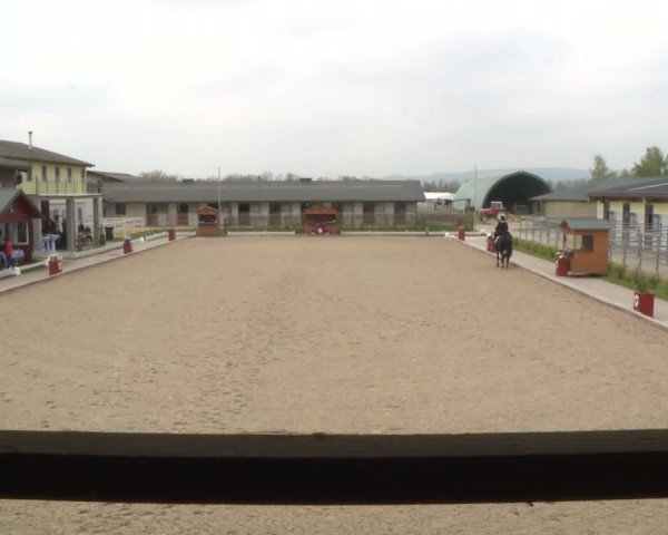 Reitturnier Gerasdorf bei Wien 2022
