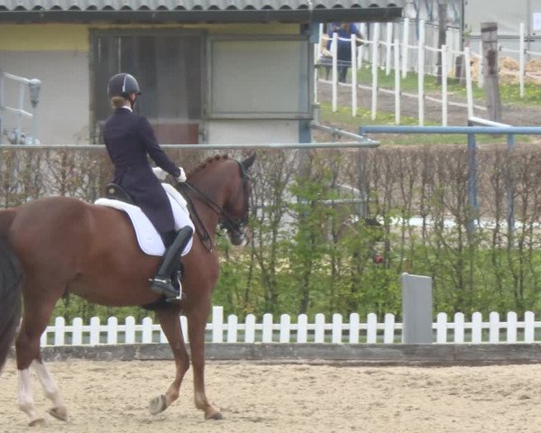 Reitturnier Gerasdorf bei Wien 2022