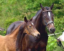 Zuchtstute Amadelia (Trakehner, 2001, von Lauries Crusador xx)