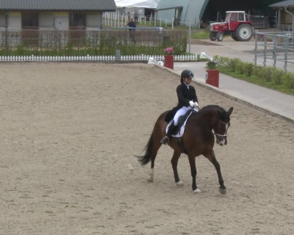 Reitturnier Gerasdorf bei Wien 2022