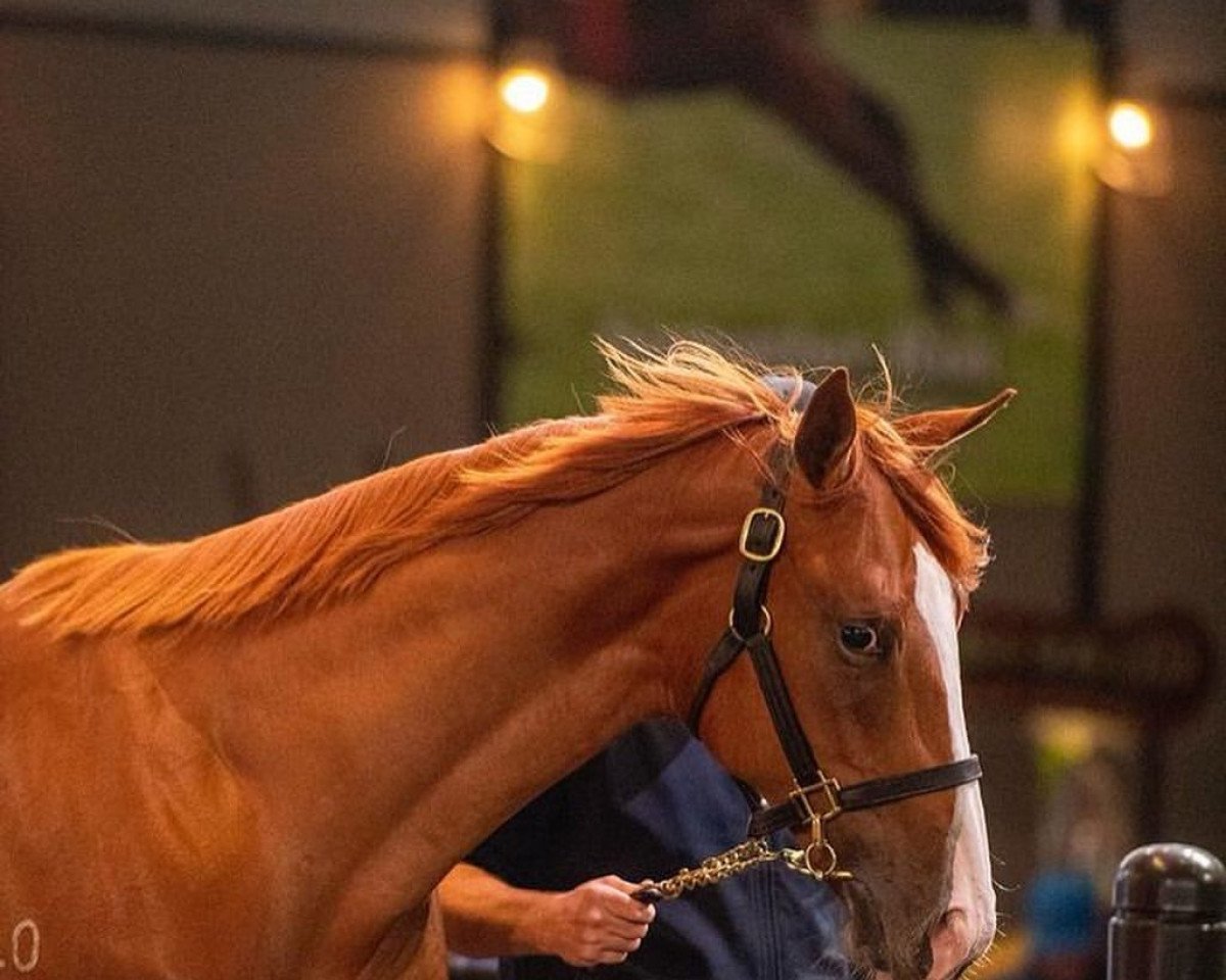 Pferd Hengst von Justify xx (Englisches Vollblut, 2021, von Justify xx)