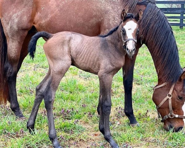 horse Stute von Tapit xx (Thoroughbred, 2022, from Tapit xx)